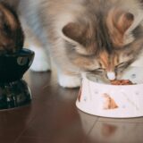 子猫がご飯を食べない…3か月の子猫の場合の原因と対策を解説します！