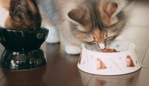 子猫がご飯を食べない…3か月の子猫の場合の原因と対策を解説します！