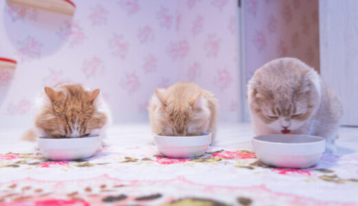 老猫が食べやすい食器とは？選ぶ際の３つのポイントを解説します！
