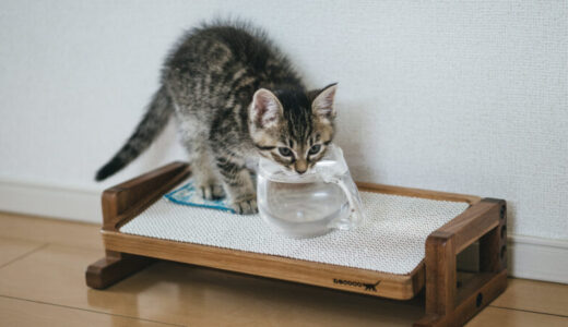 ちゅーるは水分補給になるの？猫の熱中症対策とおすすめひんやりグッズ3選！