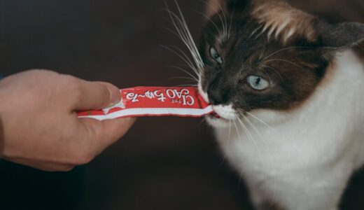 猫がチュールを食べないのはなぜ？原因や対策について解説します！
